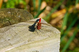 Common Darter dragonfly  